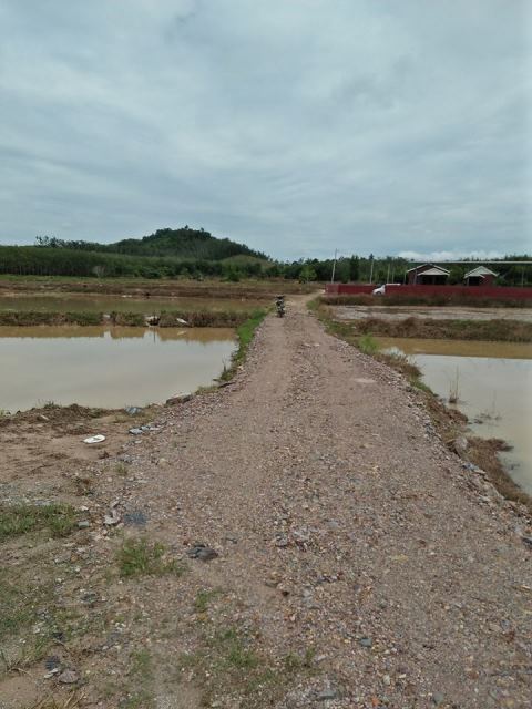 sawah